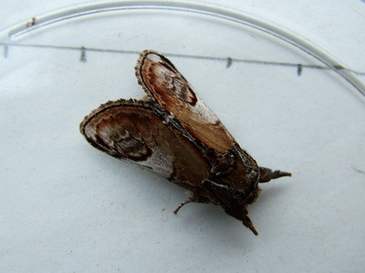 Pebble Prominent